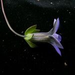 Comastoma pedunculatum Hábito