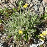 Biscutella intermedia Hoja