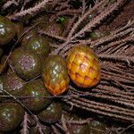 Raphia textilis Fruto