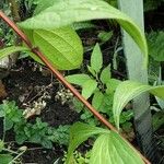 Clematis integrifolia Bark