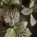 Fittonia albivenisЛіст