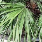 Chamaerops humilis Folha