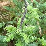 Amorpha canescens Blad