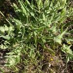 Centaurea pectinata Хабит