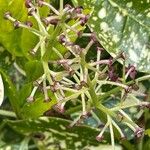 Aucuba japonica Цветок