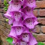 Digitalis thapsi Kwiat
