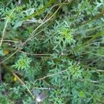 Bidens ferulifolia Levél