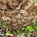 Microcycas calocoma Casca
