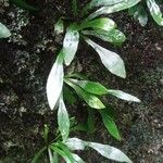 Antrophyum boryanum Hoja