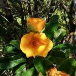 Hibbertia comptonii Цветок