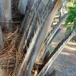 Butia capitata Bark