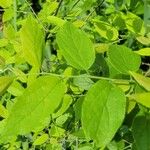 Celtis tenuifolia Feuille