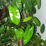 Philodendron burle-marxiiFolha