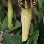Aristolochia fontanesii Çiçek