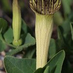 Aristolochia fontanesii 花