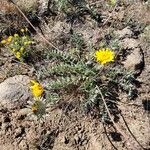 Balsamorhiza hookeri Blüte