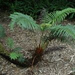 Sphenomeris chinensis Hábito