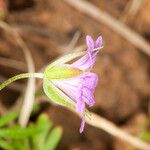 Geranium columbinum Rinde