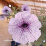 Petunia x atkinsiana പുഷ്പം