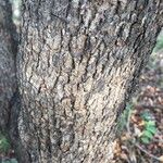 Combretum apiculatum Bark