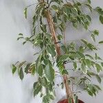 Ficus benjamina Φύλλο