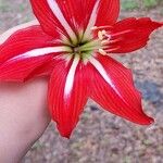 Amaryllis belladonnaBloem