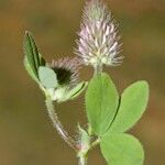 Trifolium ligusticum Інше