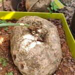 Pyrenacantha malvifolia Deilen