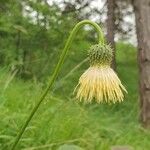 Cirsium erisithalesFlower