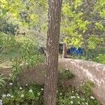Carya illinoinensis Escorça