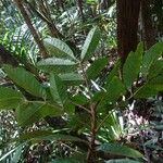 Pancheria ternata Leaf