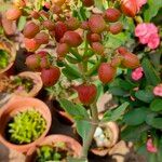 Kalanchoe gastonis-bonnieri Кветка