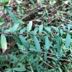 Hypericum hypericoides Листок