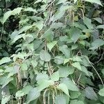 Acalypha plicata Hábito