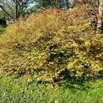 Corylopsis pauciflora Habitat