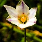 Triteleia peduncularis Flor