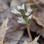 Obolaria virginica 花