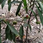 Garcinia lanceifolia Fruit