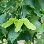 Acer truncatum Fruto