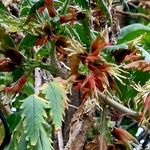 Melianthus comosus Blad