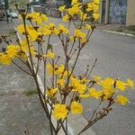 Handroanthus ochraceus Kukka