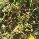 Hippocrepis ciliata Leaf