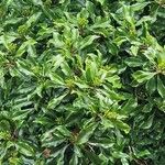 Syzygium aromaticum List