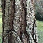 Pinus pseudostrobus പുറംതൊലി