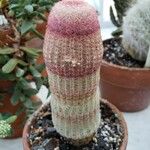 Echinocereus rigidissimus 形态