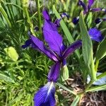 Iris spuria फूल