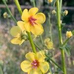 Verbascum blattariaFlower