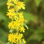 Solidago squarrosa花