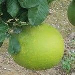 Citrus maxima Ovoce
