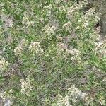 Proustia cuneifolia Hábito
